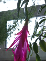 Schlumbergera buckleyi