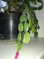 Schlumbergera buckleyi