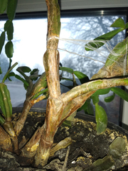 Schlumbergera buckleyi