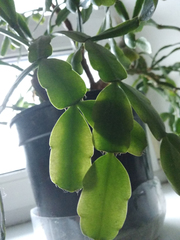 Schlumbergera buckleyi