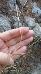 Cleistogenes