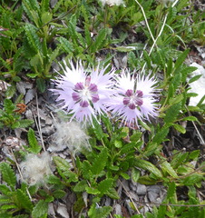 Dianthus sternbergii