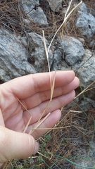 Cleistogenes