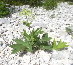 Heracleum sphondylium pyrenaicum