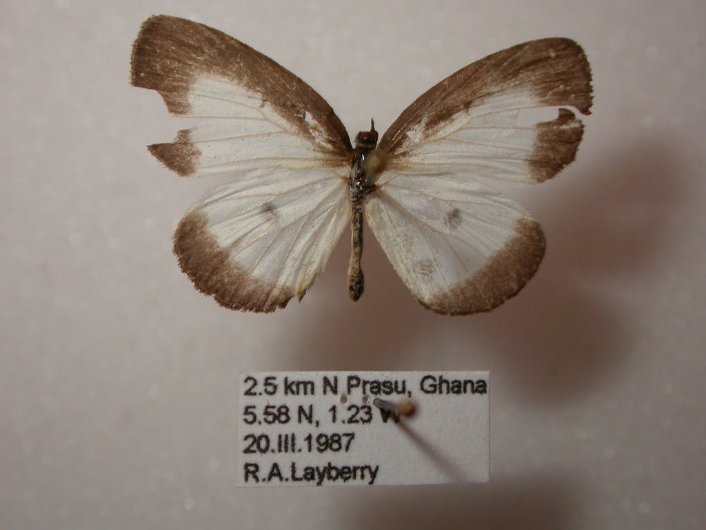 Liptena submacula