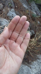 Cleistogenes