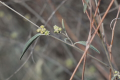 Croton californicus