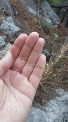 Cleistogenes