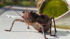 Enyaliopsis transvaalensis