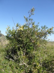 Acridocarpus natalitius linearifolius