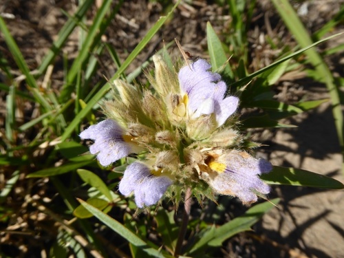 Silky Lashes (Blepharis sericea)