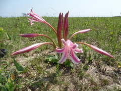 Crinum stuhlmannii delagoense
