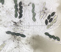 Podospora anserina