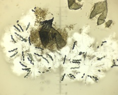 Podospora anserina