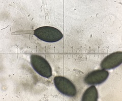Podospora anserina