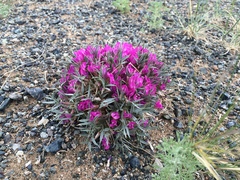 Oxytropis aciphylla