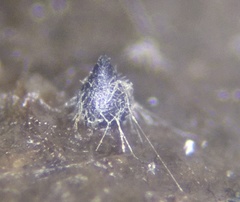 Podospora anserina