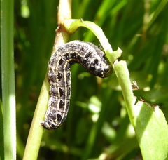Lepidoptera