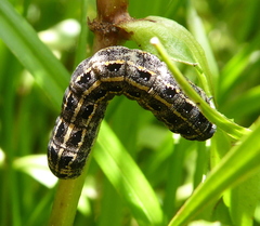 Lepidoptera