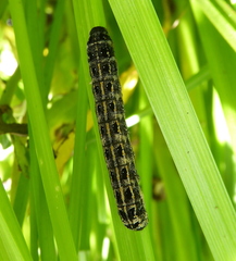 Lepidoptera
