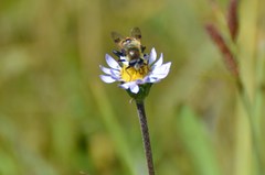 Sericomyia flagrans