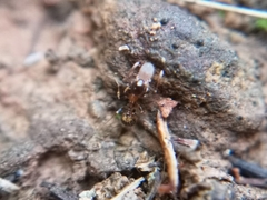 Temnothorax recedens