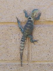 Ctenosaura macrolopha