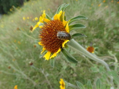Euphoria leucographa