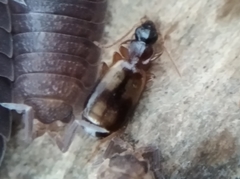Dromiusina