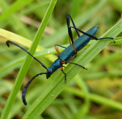 Hypocrites manicatus