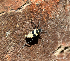 Largus fasciatus