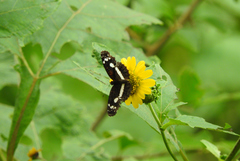 Castilia