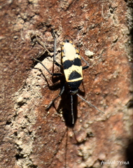 Largus fasciatus