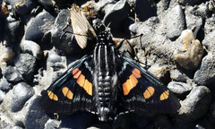 Mimoniades versicolor eupheme