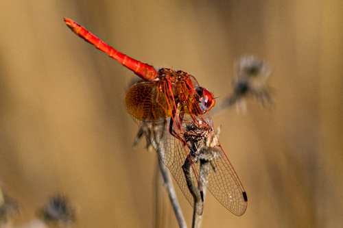 Orange-winged Dropwing