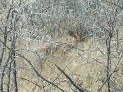 Raphicerus campestris steinhardti