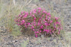 Oxytropis aciphylla