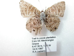 Anthene larydas