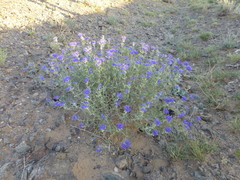 Caryopteris mongholica