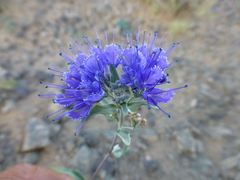 Caryopteris mongholica