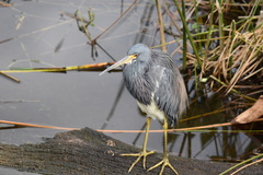 Egretta tricolor image