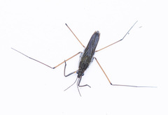 Gerris odontogaster