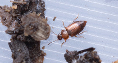 Anthobium atrocephalum
