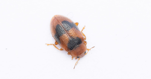 Spotted Marsh Ladybird, photo 3 of 10