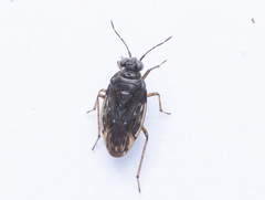 Saldula opacula