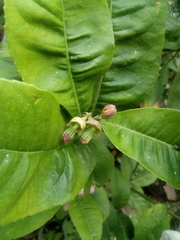 Citrus medica sarcodactylis