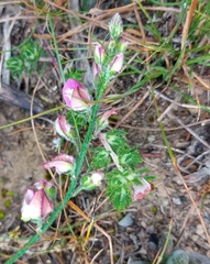 Polygala pubiflora