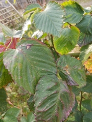 Angiospermae