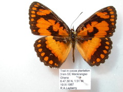 Byblia anvatara crameri