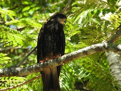 Rostrhamus sociabilis